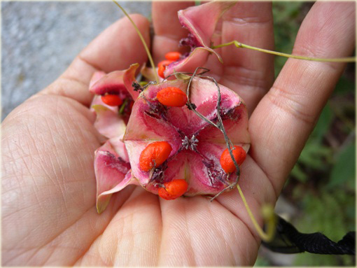 Trzmielina wielkoskrzydła Euonymus macropterus